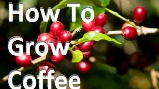 How To Grow Coffee In Containers at Home Complete Growing Guide [upl. by Arded978]