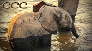 🐘 Cute Baby Elephants Playing in Water 💧💦 [upl. by Aremus]