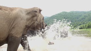 How to swim with your elephant  ElephantNews [upl. by Ehud551]