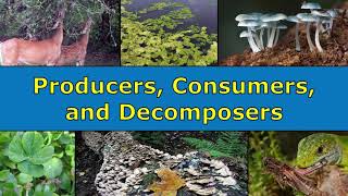 Producers Consumers and Decomposers Overview [upl. by Noiemad]