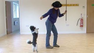 Dancing with dogs an introduction [upl. by Fi49]