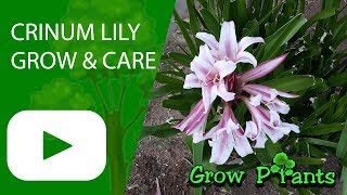 Crinum lily [upl. by Nohs779]