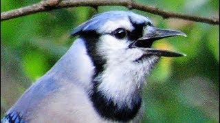 Exceptional Blue Jay Calls [upl. by Yelmene]