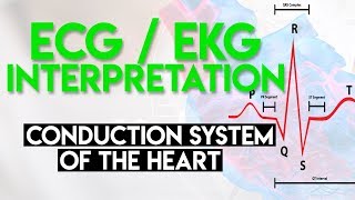 Electrical Conduction System of the Heart  ECG EKG Interpretation Part 1 [upl. by Ziza]