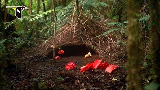 He Delivers Flowers Vogelkop Bowerbird [upl. by Melicent]