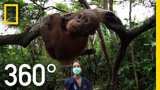 360° Orangutan School  National Geographic [upl. by Nagek]