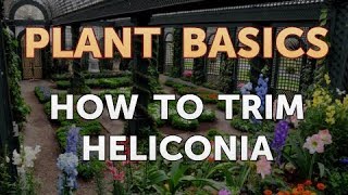 How to Trim Heliconia [upl. by Linda]