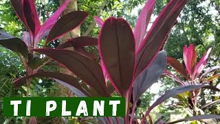 Ti Plant Cordyline  How to propagate  Plant Care amp Tips [upl. by Ative]