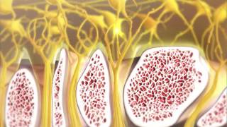 Olfaction and How Smelling Works  Visible Body [upl. by Anneirda740]