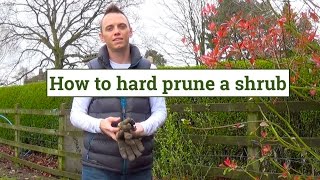 How to Hard Prune shrubs amp plants [upl. by Ssew]