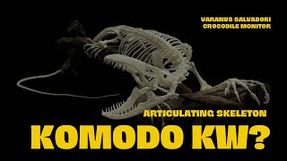 VARANUS SALVADORI SKELETON  articulating skeleton [upl. by Nerland]