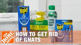 How to Get Rid of Gnats  DIY Pest Control  The Home Depot [upl. by Bergman762]