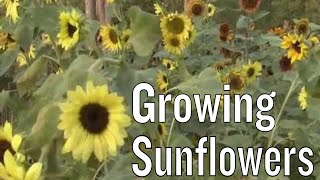 Sunflowers Facts [upl. by Eciryt]