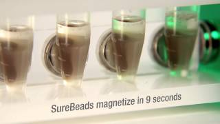 SureBeads™ Magnetic Bead System for Immunoprecipitation [upl. by Eibba]