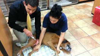 A Veterinary Neurological Exam [upl. by Meletius]