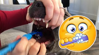 How To Brush Your Dogs Teeth [upl. by Menell188]