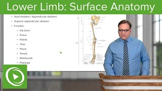 Lower Limb Surface Anatomy amp Osteology – Anatomy  Lecturio [upl. by Lisabeth]