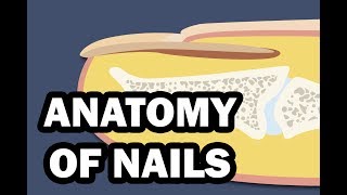 INTEGUMENTARY SYSTEM YOUR NAILS [upl. by Draper]