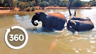 Playful Elephants Swim  Discovery VR 360 video [upl. by Kcirdde]