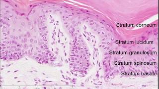 What are Dermal Papillae [upl. by Corene]