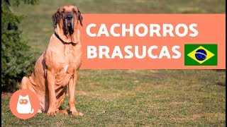 8 RAÇAS BRASILEIRAS de cachorros para morrer de amores ❤️🐶🇧🇷 [upl. by Killie749]