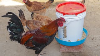 COMEDERO PARA GALLINAS 🐓  chicken feeder [upl. by Eenat793]