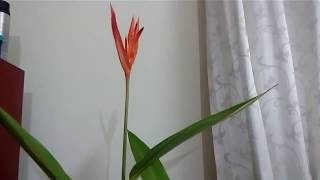 How to take care of Heliconia Psittacorum  Tropical Gardening Part 2 [upl. by Ferullo]