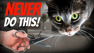 10 Unbelievable Facts About Your Cat’s Whiskers [upl. by Zelten865]