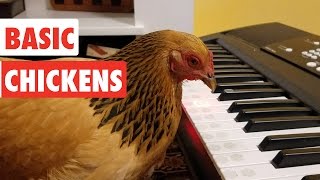 Basic Chickens  Funny Chicken Video Compilation [upl. by Gnoz745]