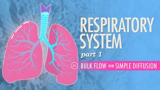 Respiratory System Part 1 Crash Course Anatomy amp Physiology 31 [upl. by Er]