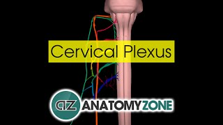 Cervical Plexus  Anatomy Tutorial [upl. by Ariadne]