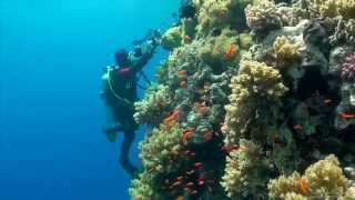 SCUBA Diving Egypt Red Sea  Underwater Video HD [upl. by Sabir194]