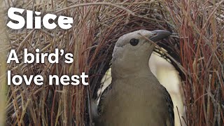 Impressive NestBuilding Skills of the Great Bowerbird  SLICE [upl. by Muhan]