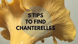 5 Tips to Find Chanterelles [upl. by Allcot]