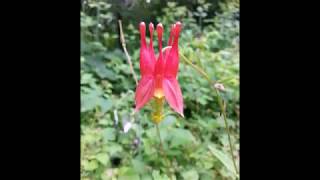 How to Start and Germinate Eastern Red Columbine From Seed Aquilegia canadensis [upl. by Ahsieuqal]