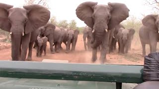 Elephant Charges At Safari Van [upl. by Doig]