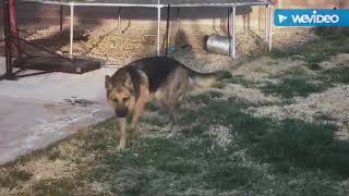 Dog Early Stages Degenerative Myelopathy [upl. by Eirrek]