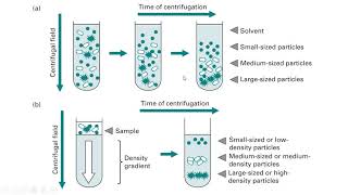 Preparative Centrifugation [upl. by Jenna]