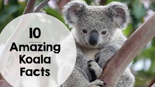 10 Amazing Koala Facts for kids [upl. by Schnabel]