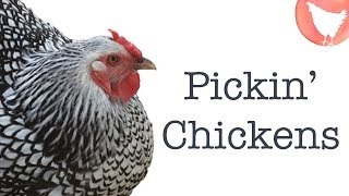 Choosing Chicken Breeds [upl. by Thia552]