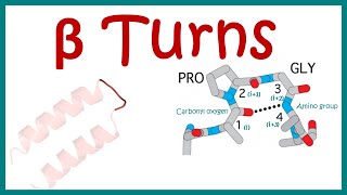 Beta turn  secondary structure of protein [upl. by Ecydnarb253]