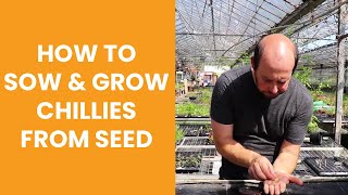 How to sow amp grow chillies from seed [upl. by Naujek]