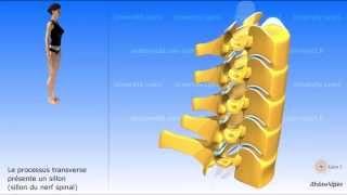 La vertèbre cervicale la colonne cervicale vidéo sonorisée [upl. by Akerdna]