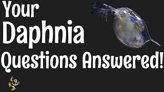 Daphnia Questions Answered [upl. by Ivers]