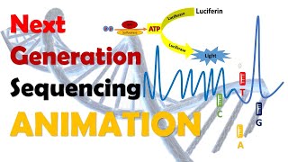 Next Generation Sequencing  NGS  Animation [upl. by Owen718]