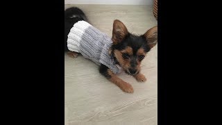 Pull pour petit chien tricot facile [upl. by Carothers436]