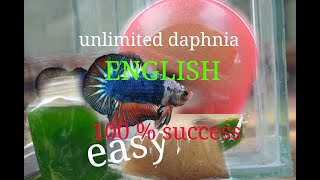 daphnia moina culture Easy way Unlimited production English  with sub Green water Chlorella [upl. by Hiller161]