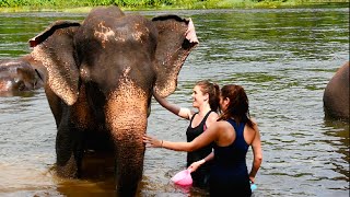 Swimming With Elephants in Thailand [upl. by Nojid]