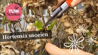 Hortensia snoeien  Tuinseizoen [upl. by Ahseikan]