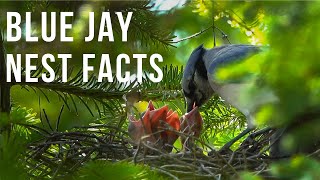 Blue Jay Nest Facts [upl. by Annairba]